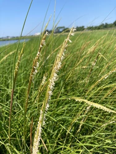 Saltmarsh Cordgrass
