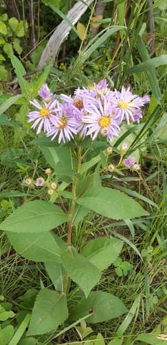 Showy Aster