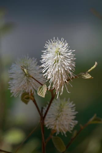 Coastal Witch-Alder Bonsai