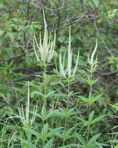 Culver's Root Specimen