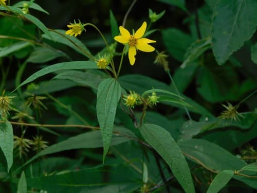 Small Woodland Sunflower