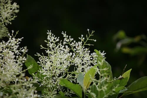 Wendlandia formosana