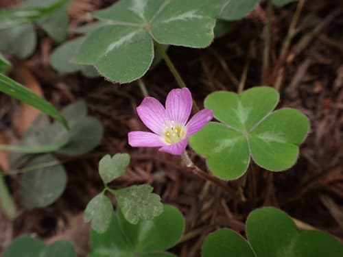 Redwood Sorrel