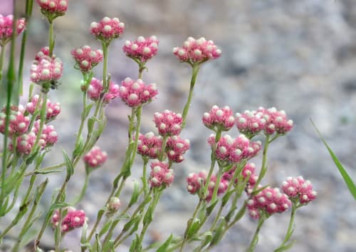 Rosy Pussytoes