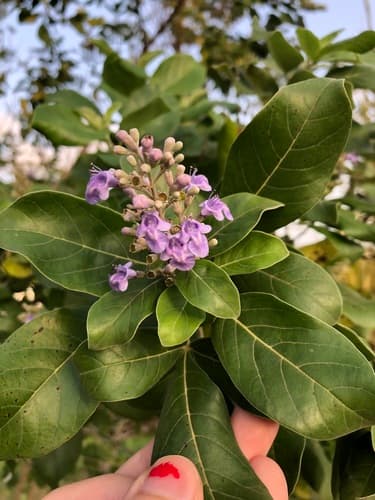 Simpleleaf Chastetree Bonsai