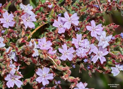 Cape Sea-Lavender Bonsai
