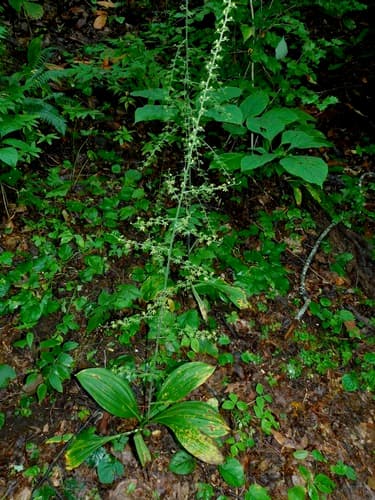 Appalachian Bunchflower