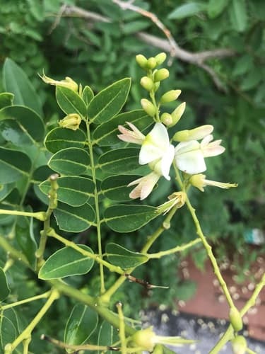 Japanese Pagoda Tree Bonsai