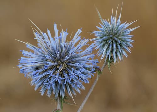 Spiny Globe-thistle Bonsai (Conceptual)