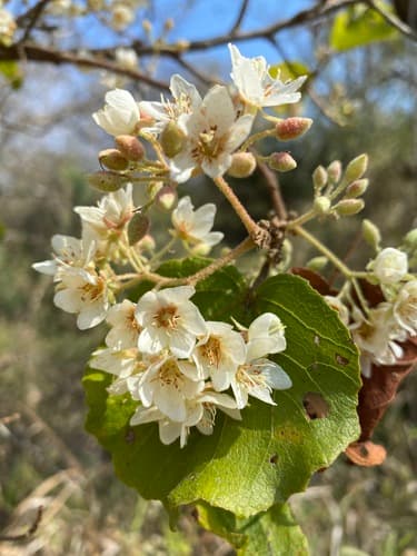South African Wild Pear Bonsai
