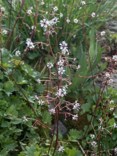 Brook Saxifrage