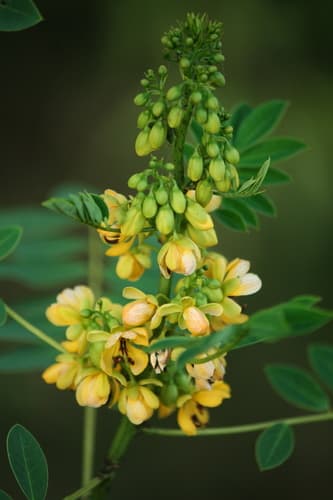Maryland Senna