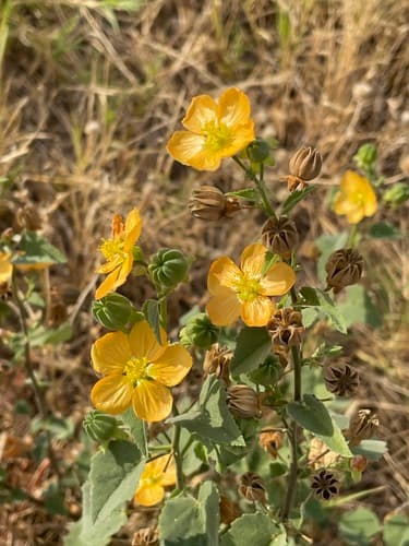 Sweet Indian Mallow Bonsai