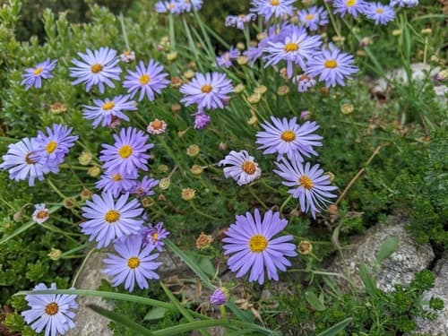 Cut-leaved Daisy