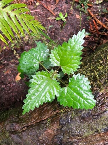 Scrub Nettle