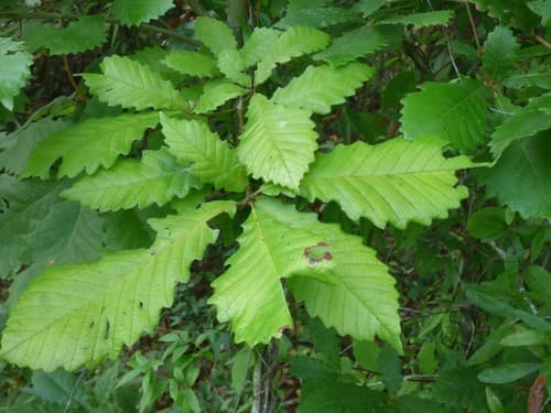 Swamp Chestnut Oak