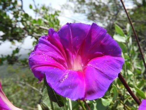 American Morning Glory Flower