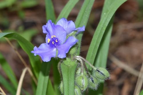 Hairyflower Spiderwort