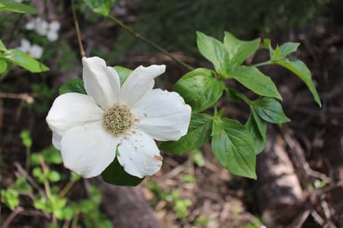 Pacific Dogwood Bonsai