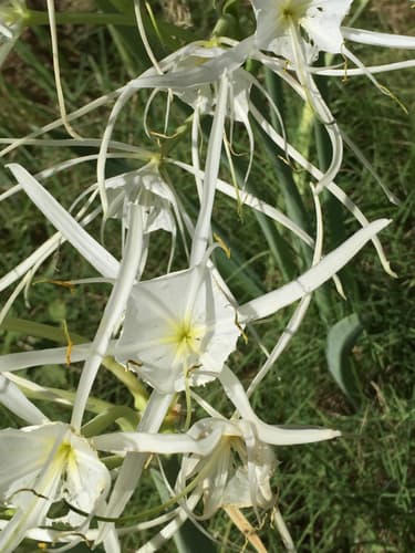 Woodland Spider-Lily