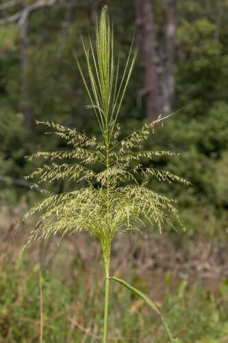 Annual Wild Rice Specimen