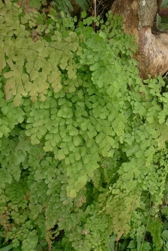 Fan Maidenhair Fern
