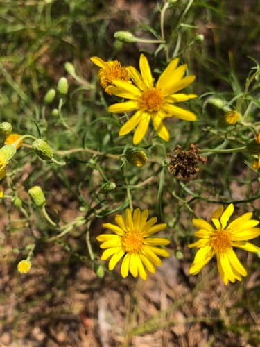 Sickleleaf Silk-grass Bonsai