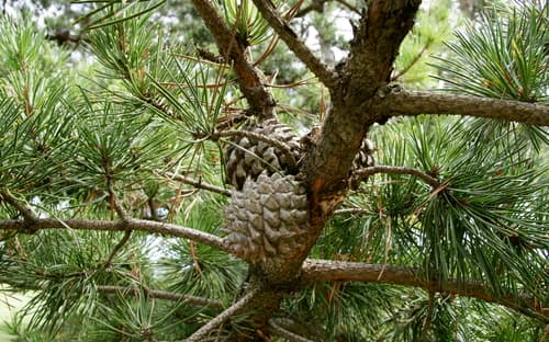 Table Mountain Pine Bonsai