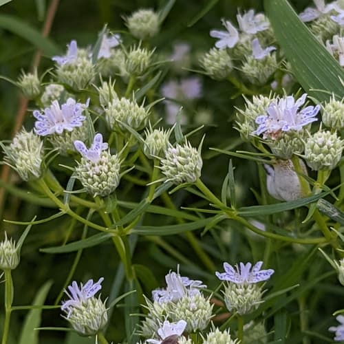 Narrowleaf Mountainmint
