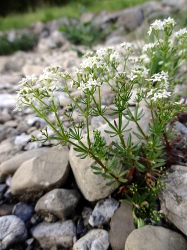 Alpine bedstraw