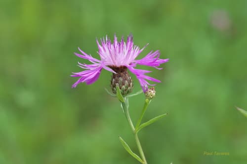 Tyrol knapweed
