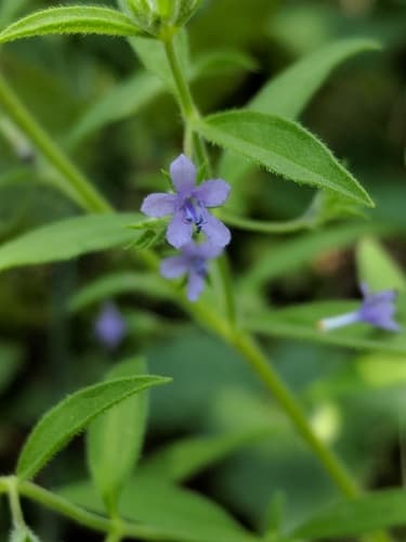 pennyroyal bluecurls