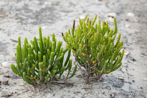 Virginia Glasswort