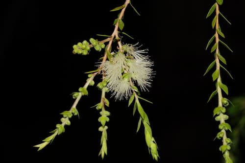 Black Tea-tree Bonsai