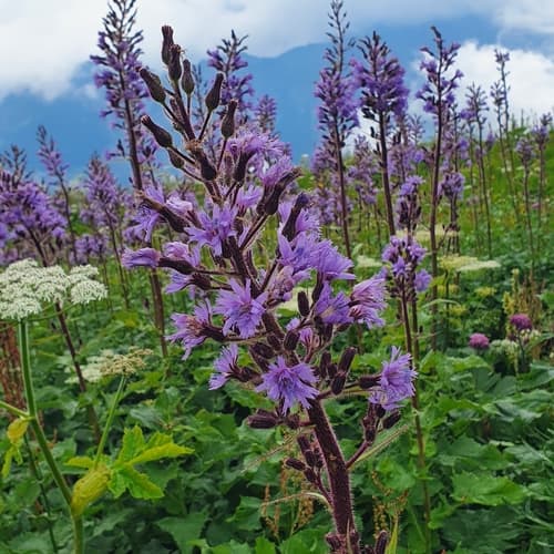 Alpine Blue-sow-thistle