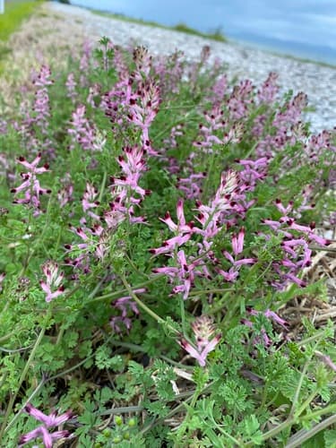 Tall Ramping-Fumitory