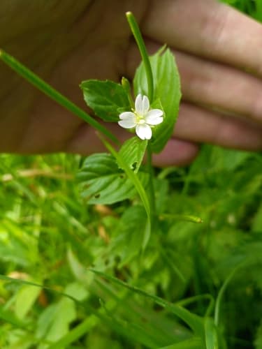 Epilobium pseudorubescens Bonsai