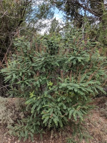 California False Indigo Bonsai