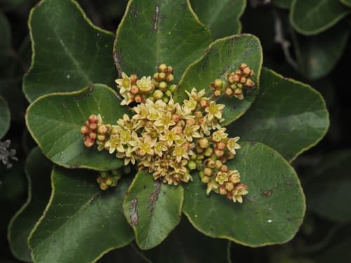 Litre Plant Specimen