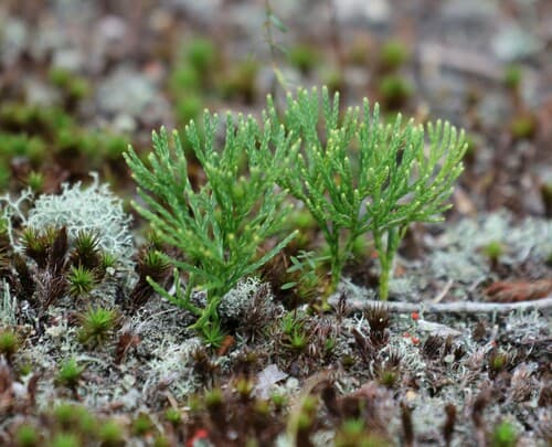 Blue Clubmoss Bonsai