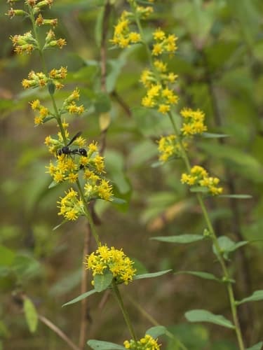 Hairy Goldenrod