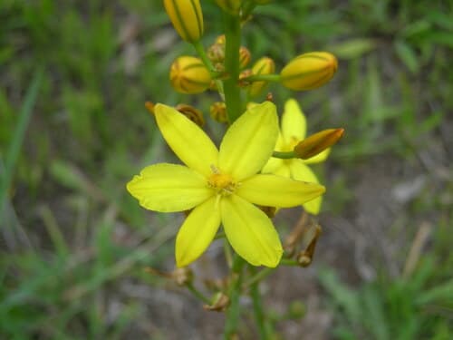 Bulbine Lily