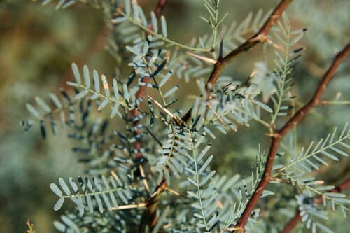 Western Honey Mesquite Bonsai