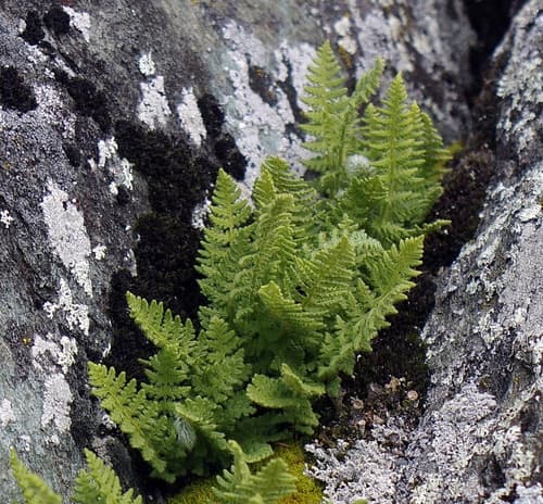 Rusty Woodsia Fern Bonsai