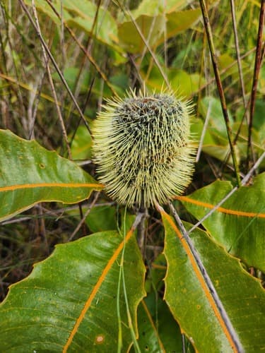 Swamp Banksia Bonsai