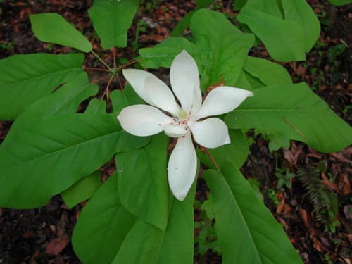 Fraser Magnolia