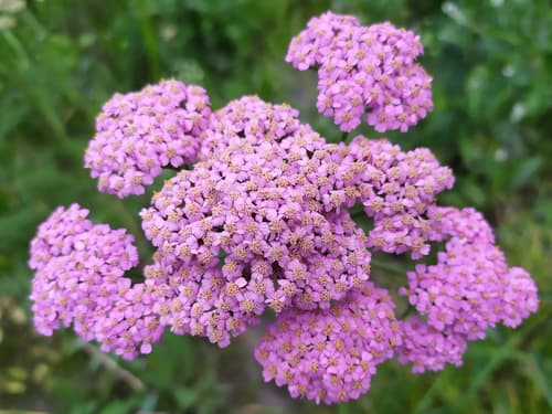 Asian Yarrow