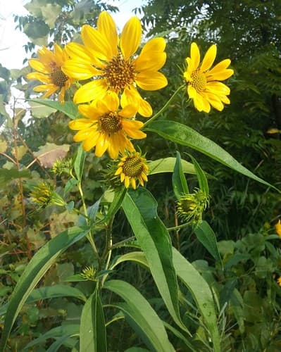 Sawtooth Sunflower Bonsai