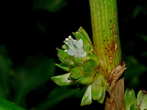 Hispid Amischotolype