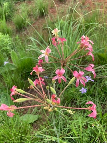 Lurid Storksbill